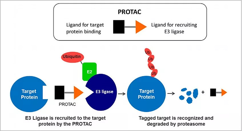 PROTAC Mechanism